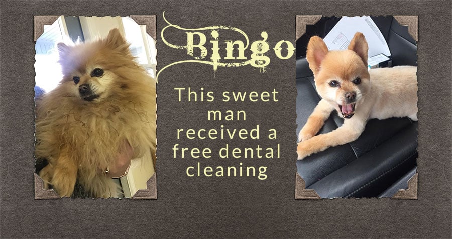 Bingo Pet dental health month