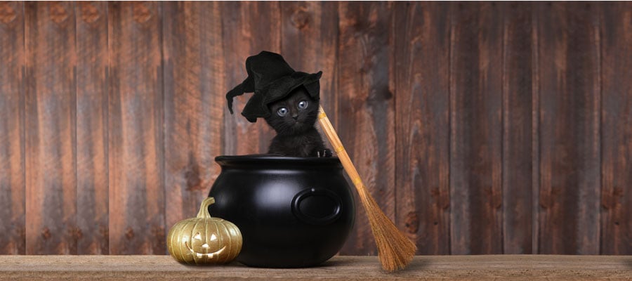 Black cat superstition