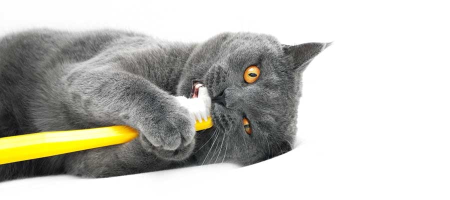 Brushing cats teeth