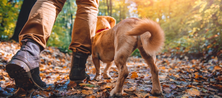 Camping and hiking with your dog 