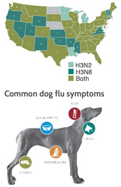 Canine Influenza Feb 2017