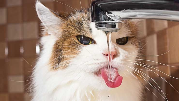 Keep your pets hydrated