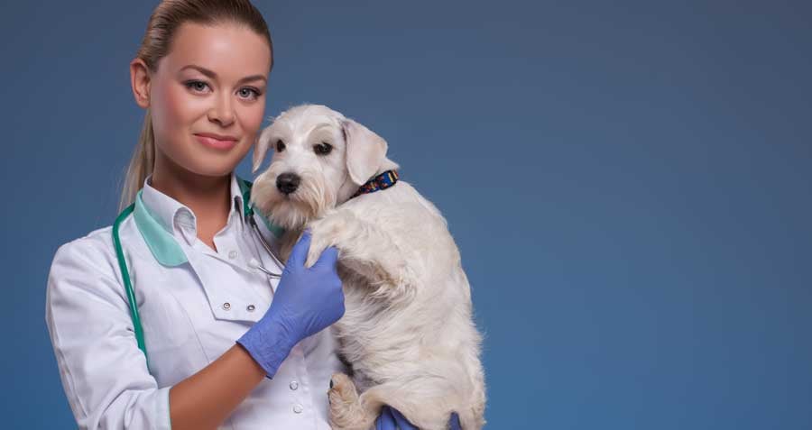 How to choose the right Vet