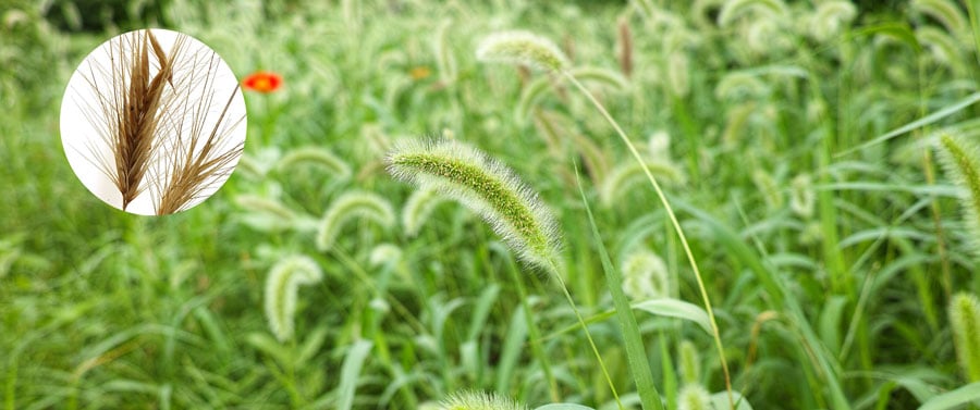 Dangers of Foxtail to your dog and cat