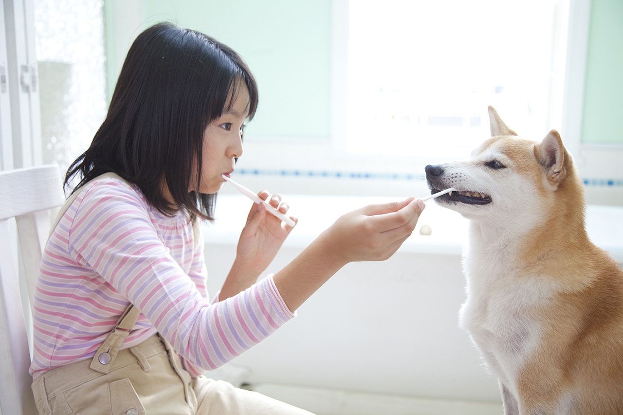 Pet Care Brush your dogs teeth