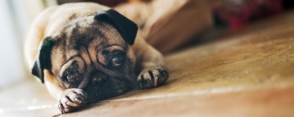 Is Your Pet SAD? Seasonal Affective Disorder and Your Dog