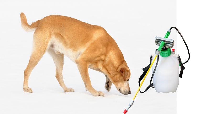 Dogs and insecticide