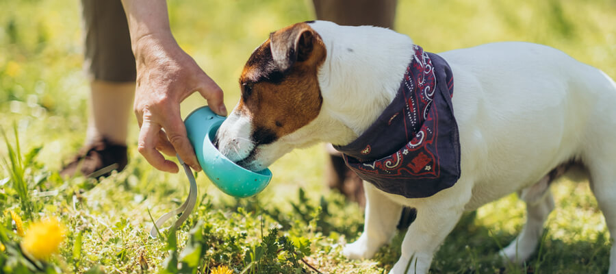 Dog drinking Water