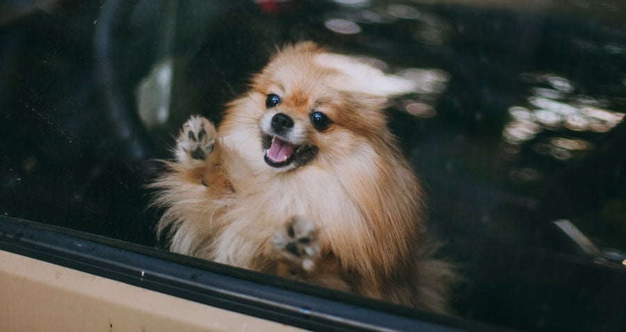 Dog in hot car