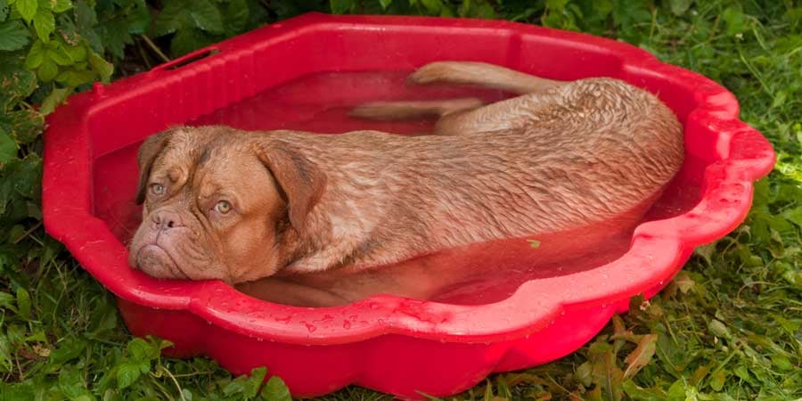Dog in pool.