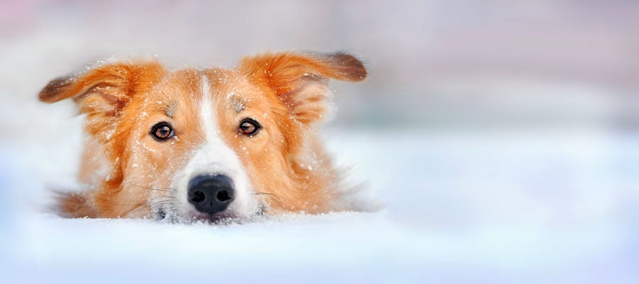 Dog laying in snow