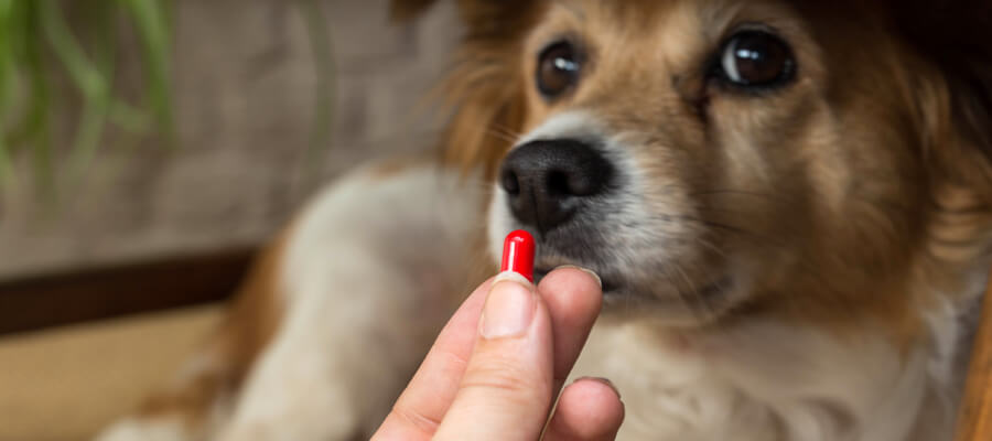 Dog taking a pill