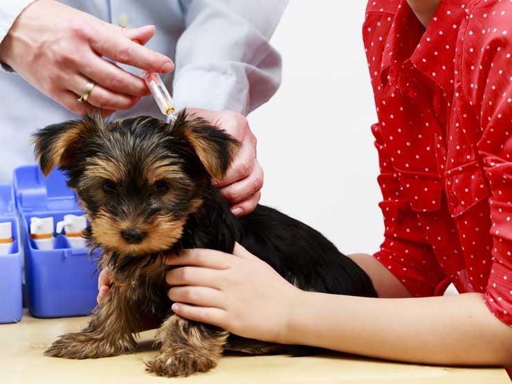 Pet Immunization