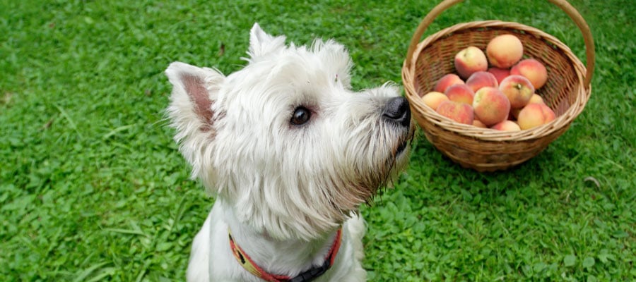Dogs and pitted fruit
