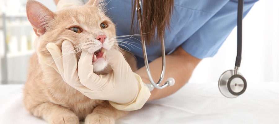 What is Feline Tooth Resorption?