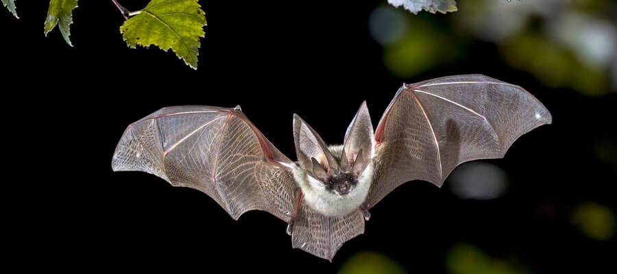 Flying bat in forest