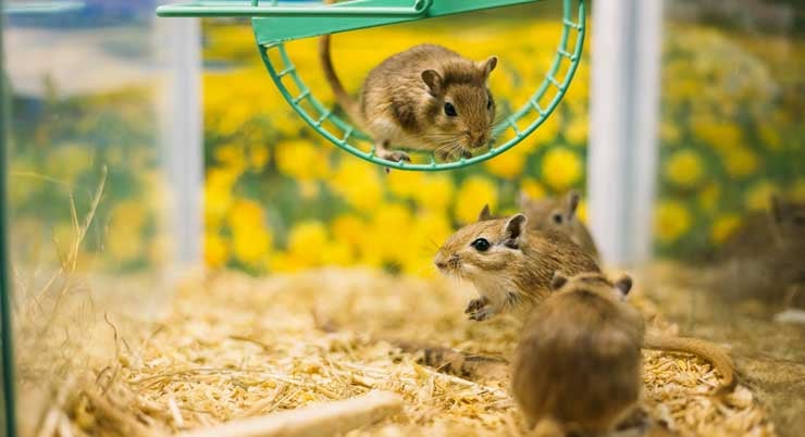 Gerbils need exercise and socialization