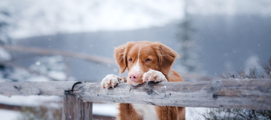 Hypothermia in pets