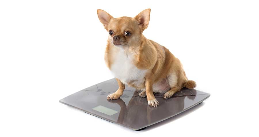 Is your pet overweight