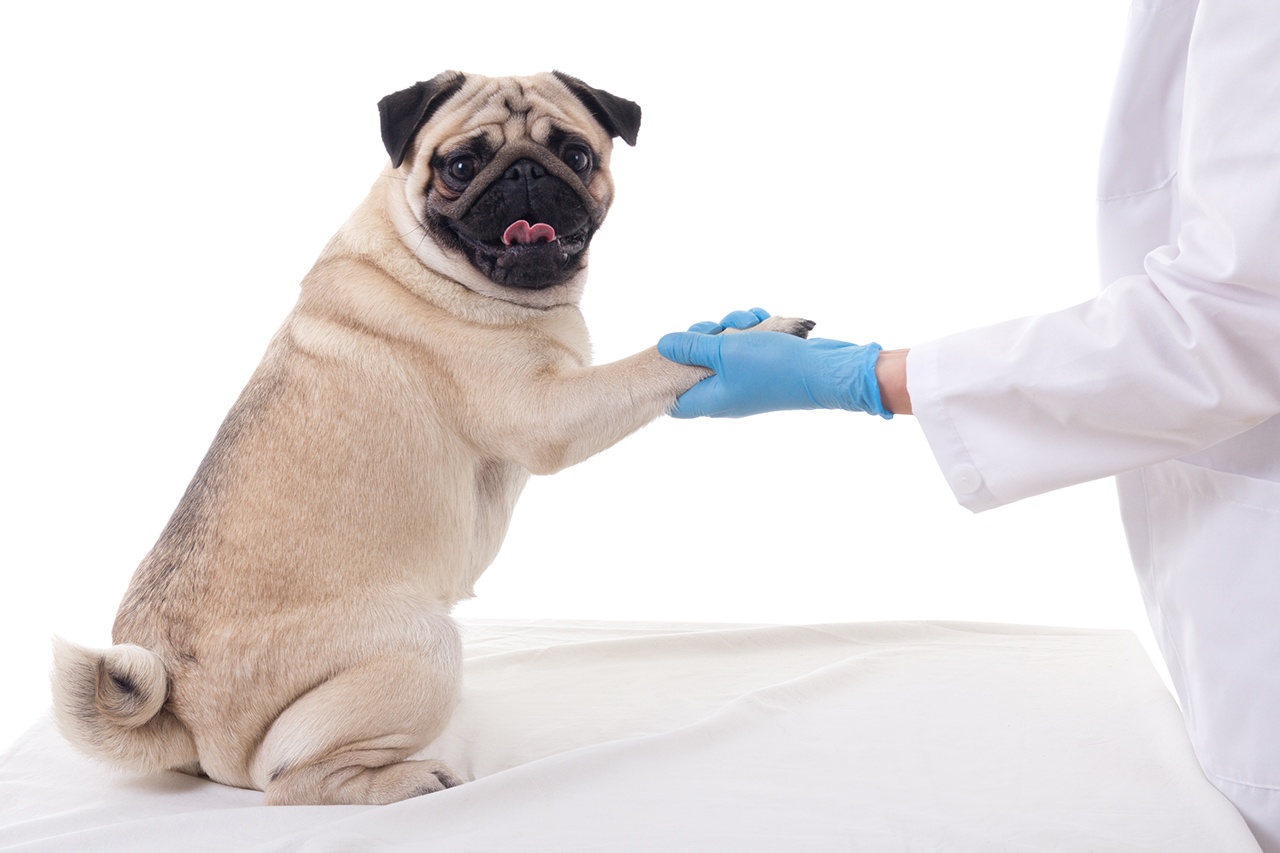 Pet Vaccintation