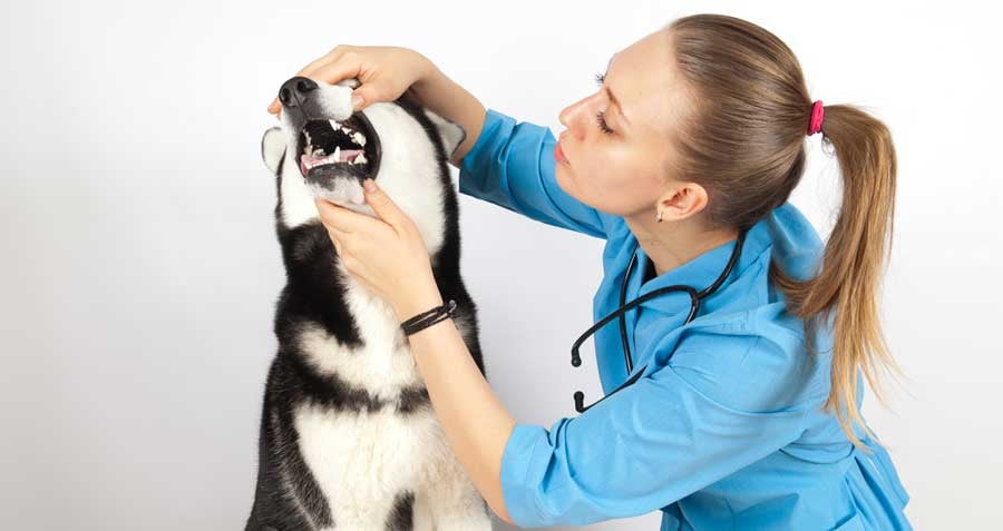 Pet dental health is so important