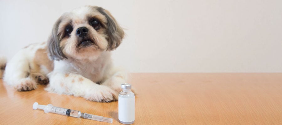 Pets and Diabetes