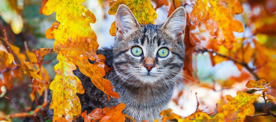 Protecting you Cat this fall