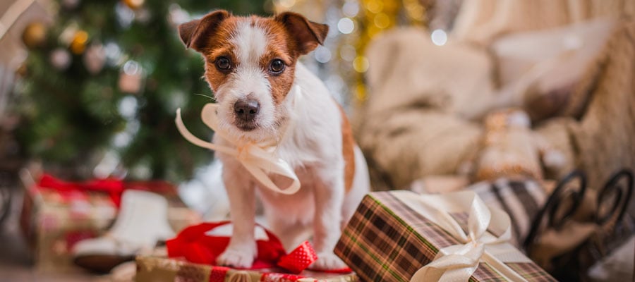 Keep pets safe for Christmas