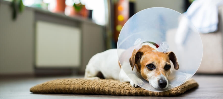 Puppy with head cone