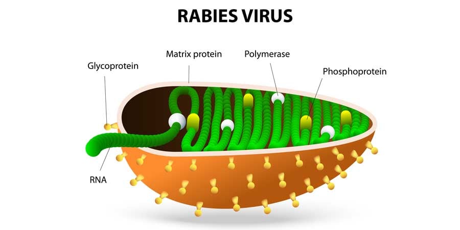 Rabies-and vaccinations