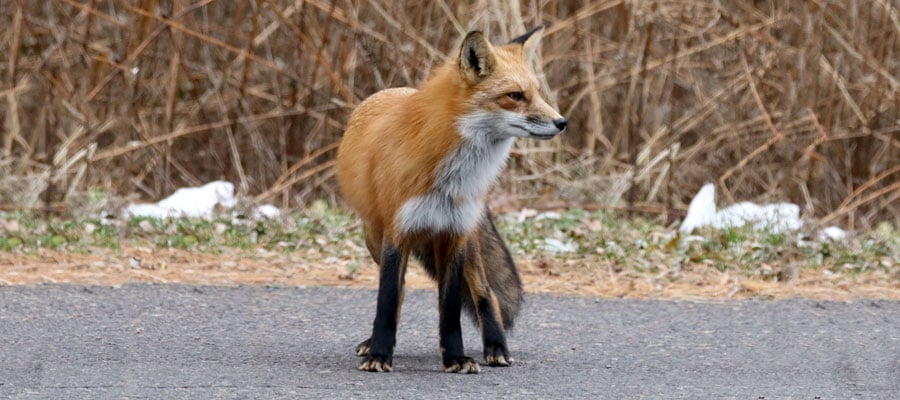 Red Fox on Street
