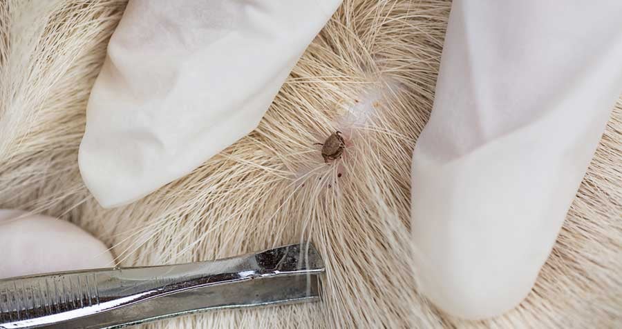 how to remove a tick from your dog