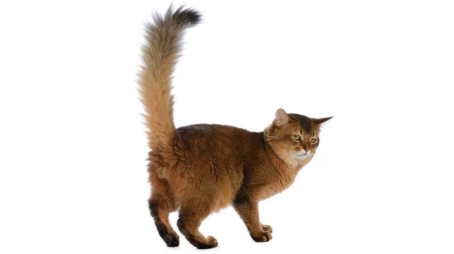 Pet care and you cats tail behavior