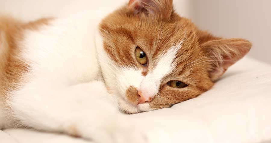 Look Out For These Signs of Pain in Your Cat