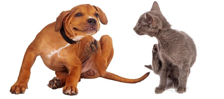 dog and cat fall allergies