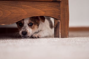 dog-hiding-under-the-bed