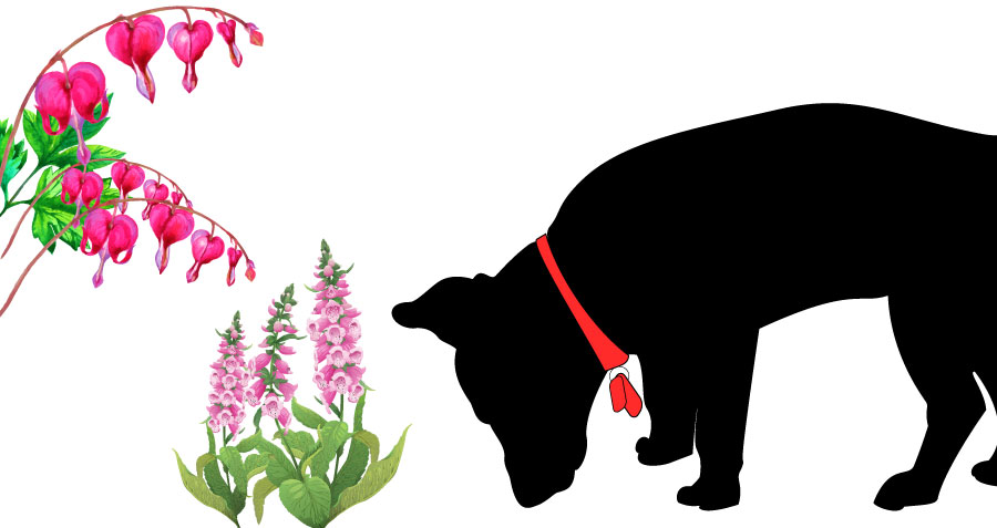 dog sniffing at foxglove and bleeding heart