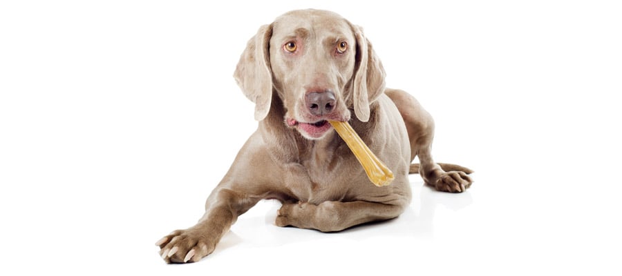 Are bones safe for dogs