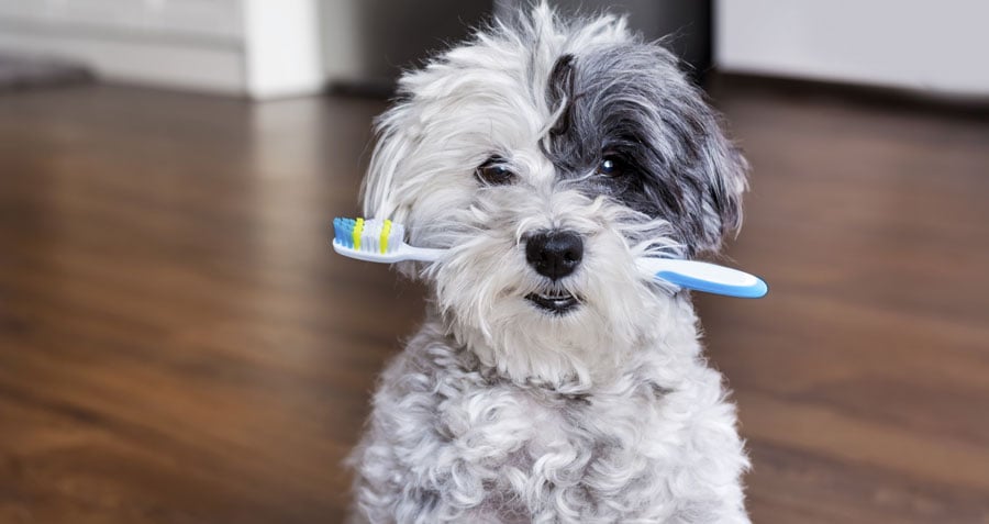 pet dental health tips and tricks