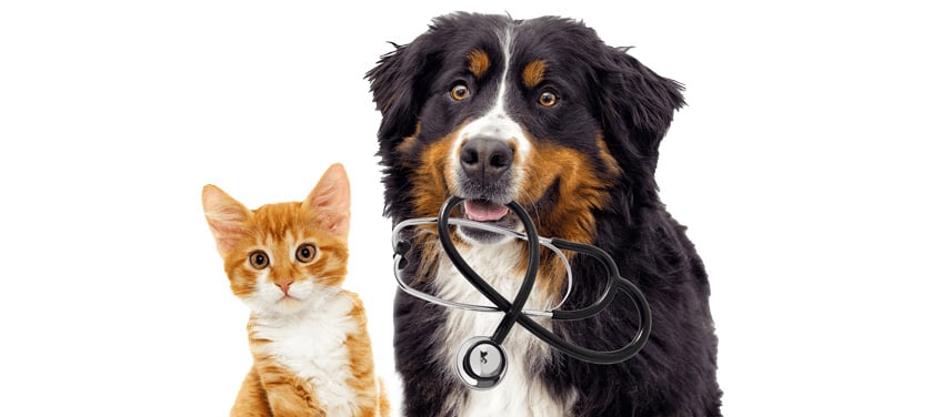 Dog and Cat with Stethoscope