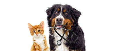 Dog-Cat-with-Stethoscope
