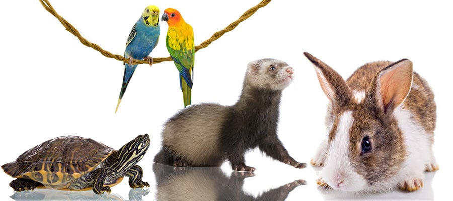 Exotic, bird, and small mammal care
