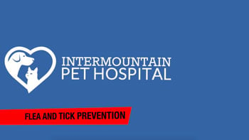 Flea and tick prevention