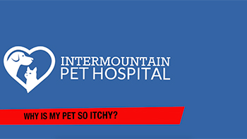 Reasons your pet might be itchy