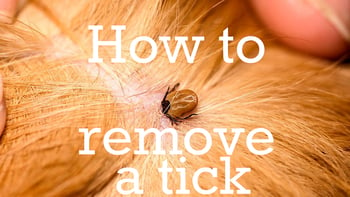 Remove-a-tick