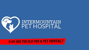 is my pet too old for a pet dental procedure
