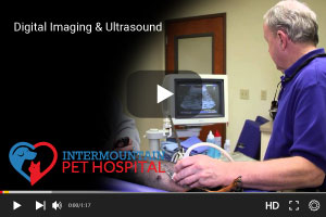 Digital Imaging and Ultrasounds