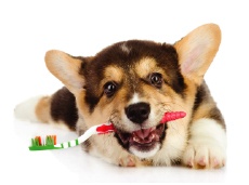puppy holding toothbrush