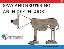 Spay and Neutering Pets