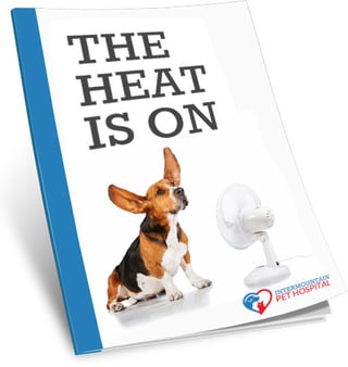 Signs of heat stroke in your dog